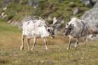Norway, Svalbard. Reindeer grazing on tundra. Art Print
